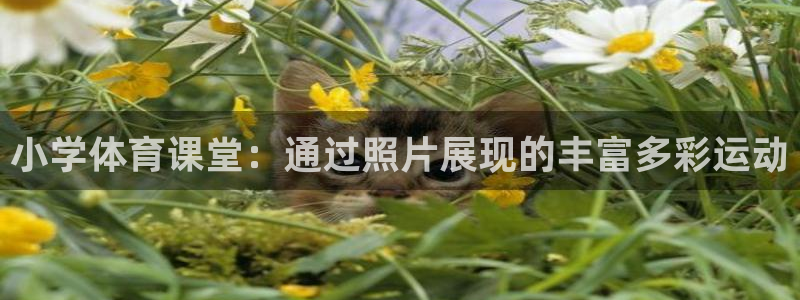 yy易游官网下载平台是正规平台吗